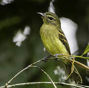 Large-headed Flatbill