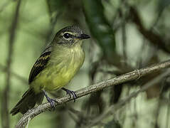 Large-headed Flatbill