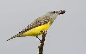 Tropical Kingbird