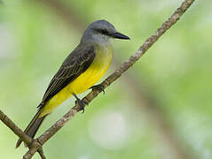 Tropical Kingbird