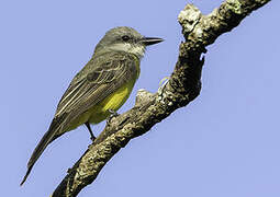 Tropical Kingbird