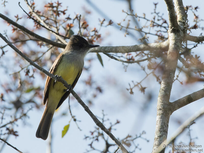 Dusky-capped Flycatcher