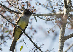 Dusky-capped Flycatcher