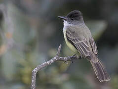 Dusky-capped Flycatcher