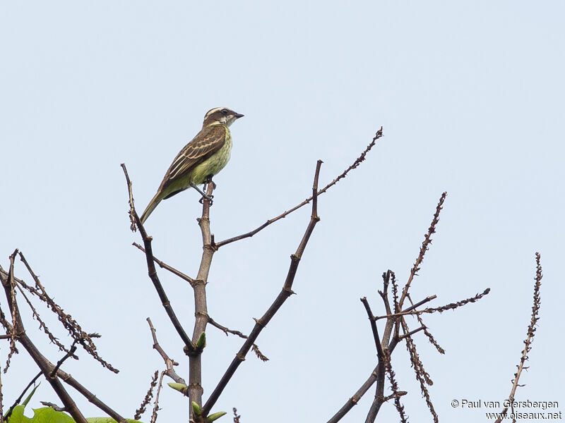 Piratic Flycatcher