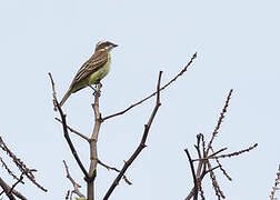 Piratic Flycatcher