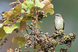 Piratic Flycatcher