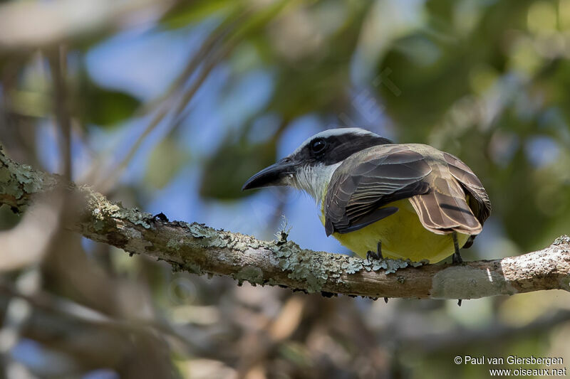 Boat-billed Flycatcher