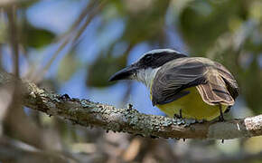 Boat-billed Flycatcher