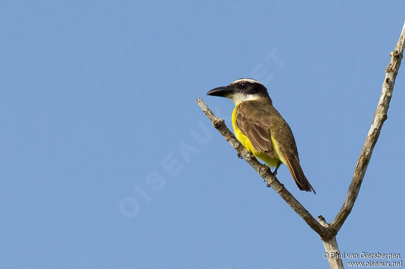 Boat-billed Flycatcher