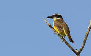 Boat-billed Flycatcher