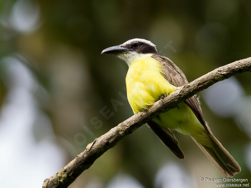 Boat-billed Flycatcher