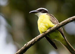 Boat-billed Flycatcher