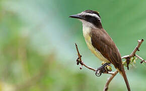 Great Kiskadee