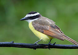 Great Kiskadee