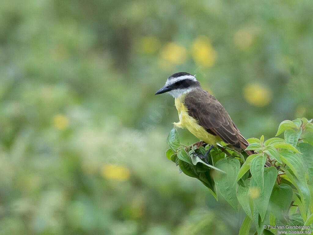 Great Kiskadee