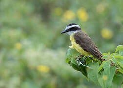 Great Kiskadee