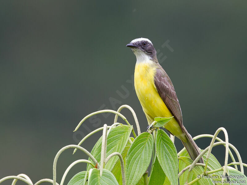 Social Flycatcher