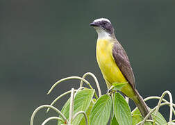 Social Flycatcher