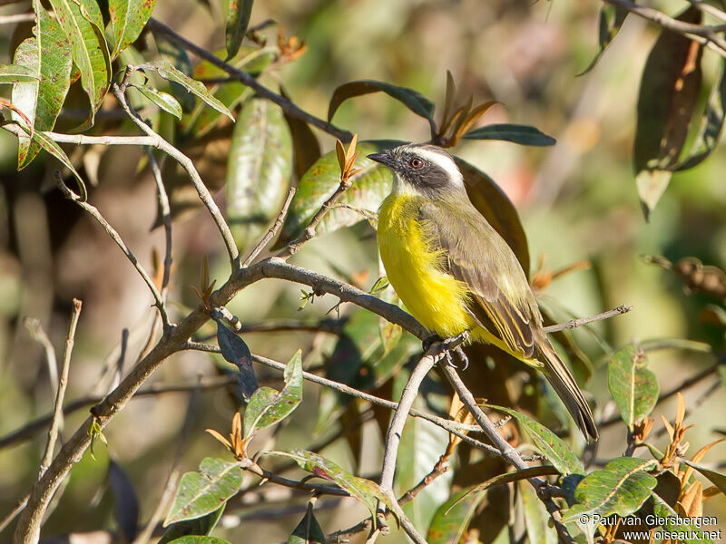 Social Flycatcher