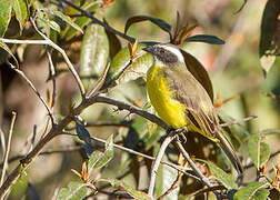 Social Flycatcher