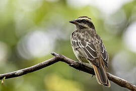 Variegated Flycatcher