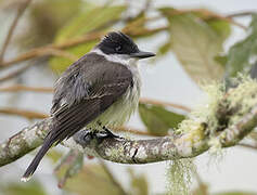 Loggerhead Kingbird