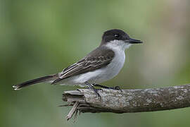 Loggerhead Kingbird