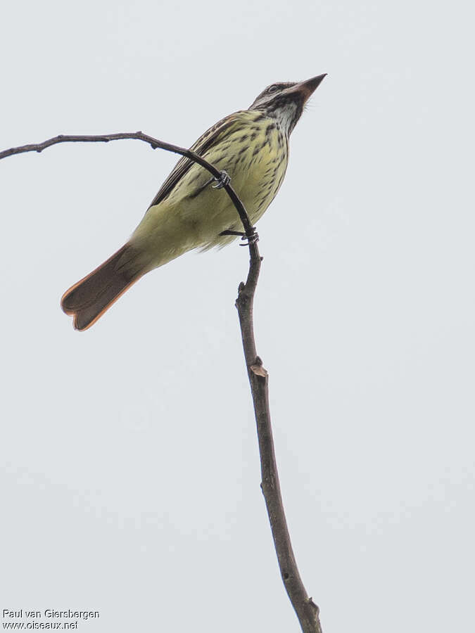 Sulphur-bellied Flycatcheradult, pigmentation