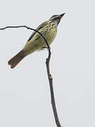 Sulphur-bellied Flycatcher