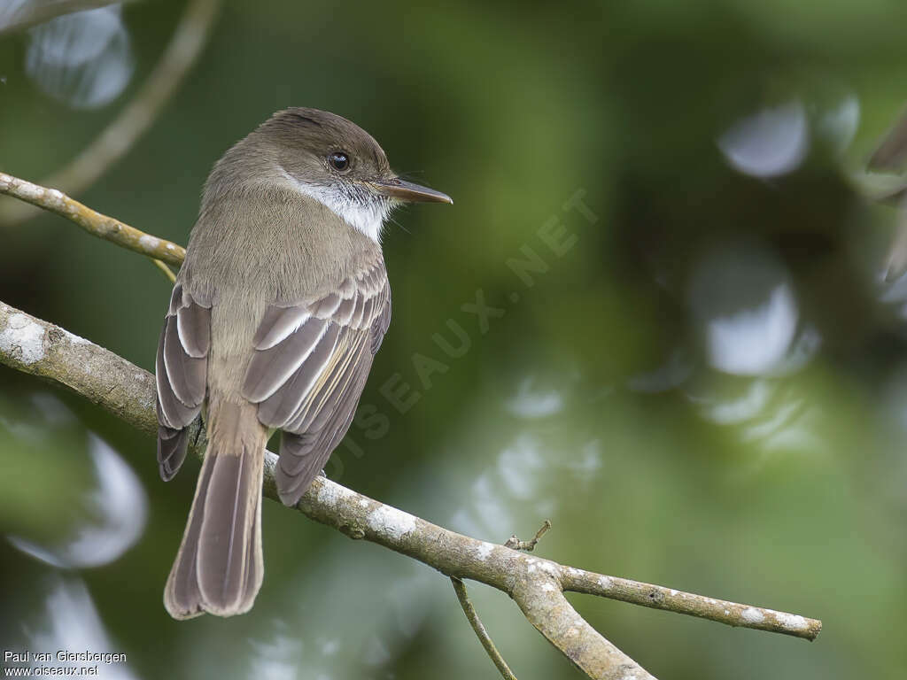 Sad Flycatcheradult, pigmentation