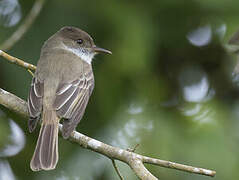 Sad Flycatcher