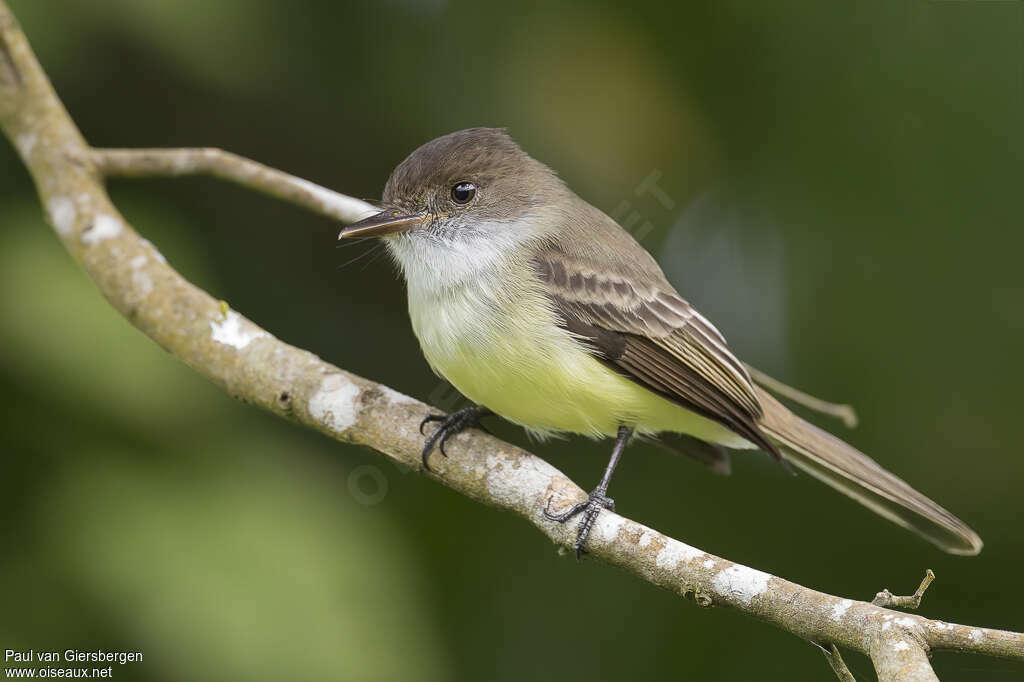 Sad Flycatcheradult, identification