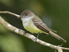 Sad Flycatcher