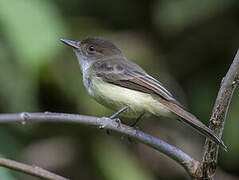 Sad Flycatcher