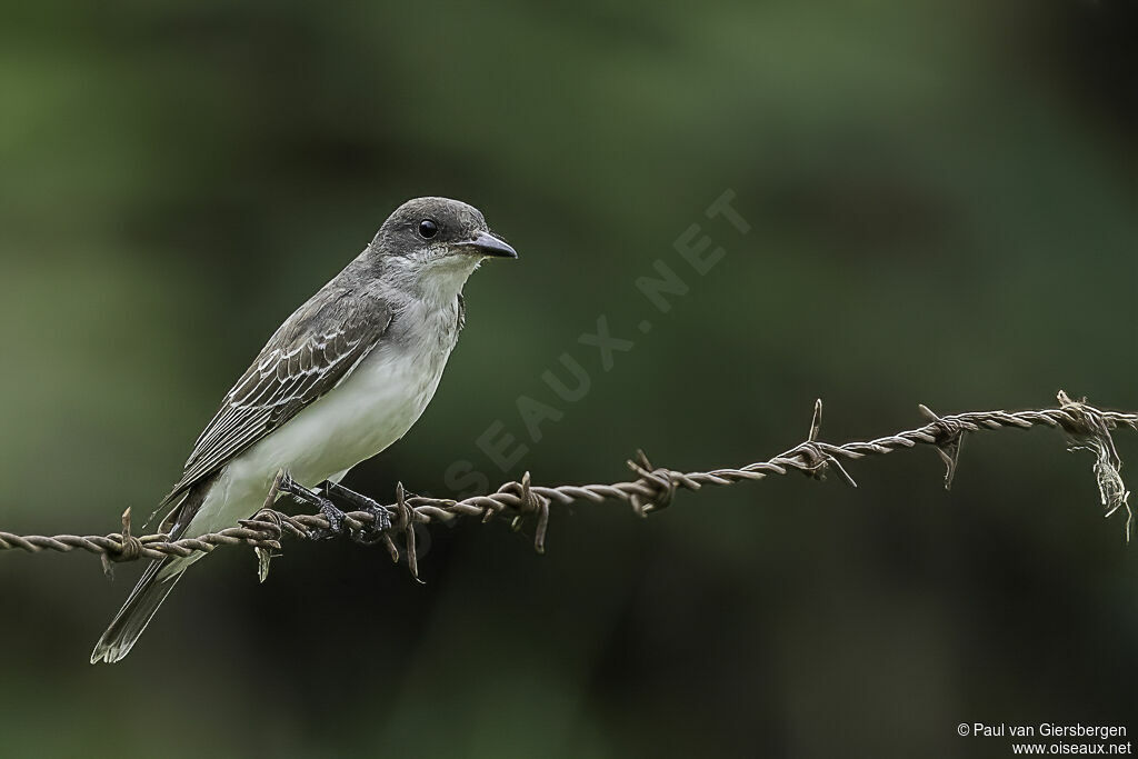 Eastern Kingbirdadult