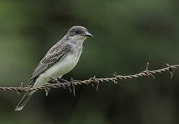 Eastern Kingbird