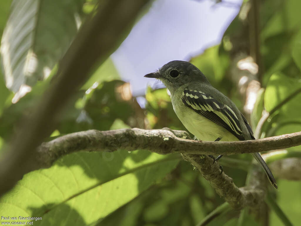 Tyranneau à ailes jaunes adulte, identification