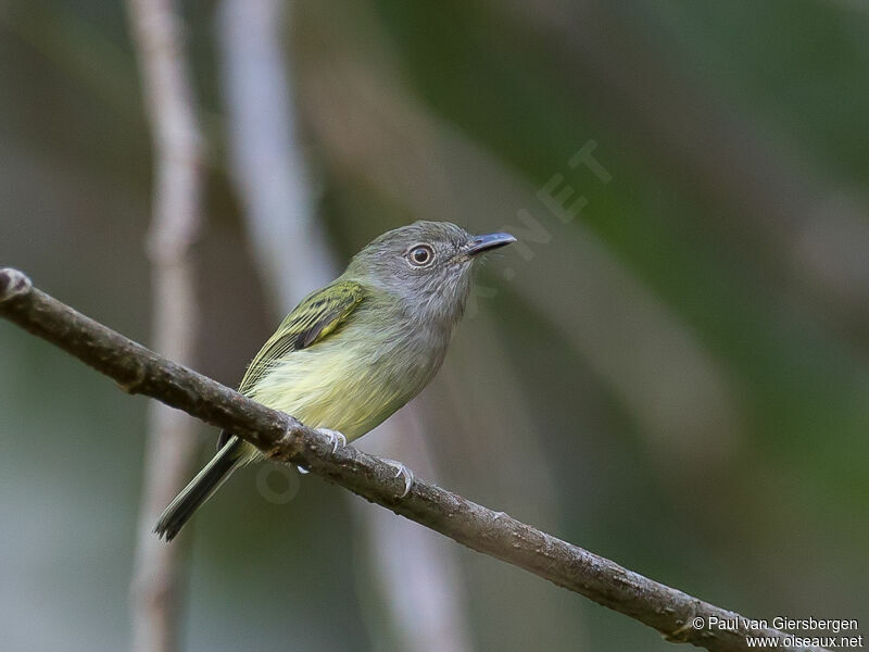 Tyranneau à bec courbe