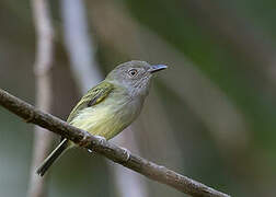 Northern Bentbill