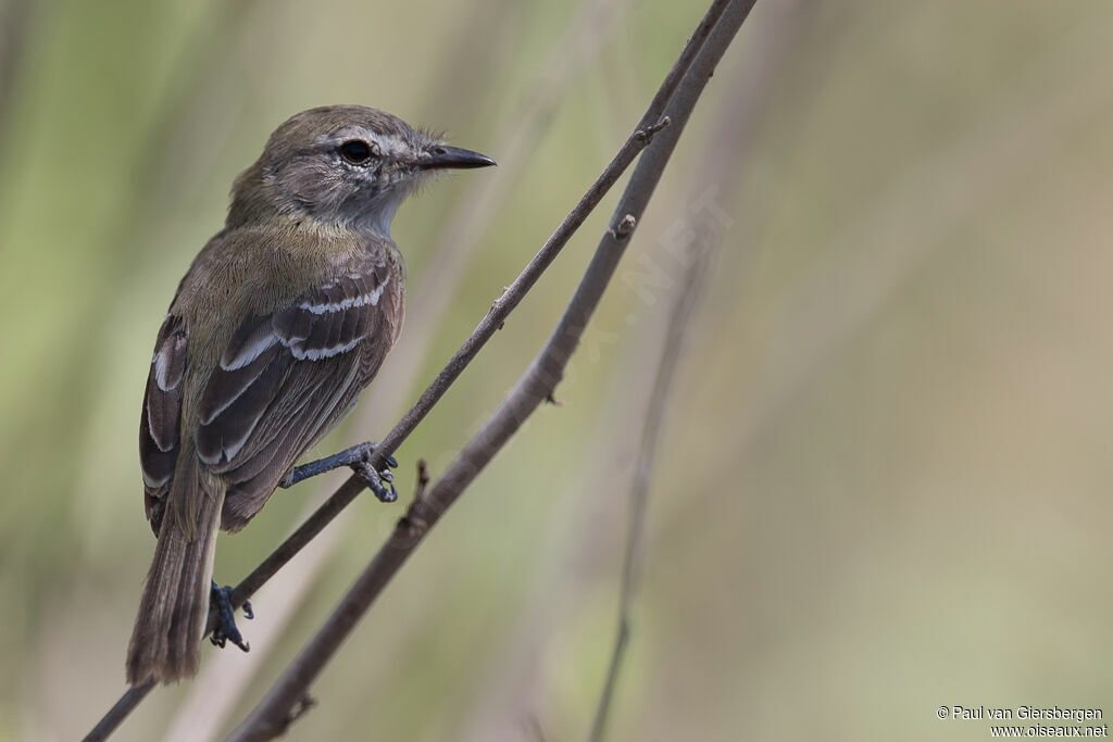 Slender-billed Ineziaadult