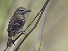 Slender-billed Inezia