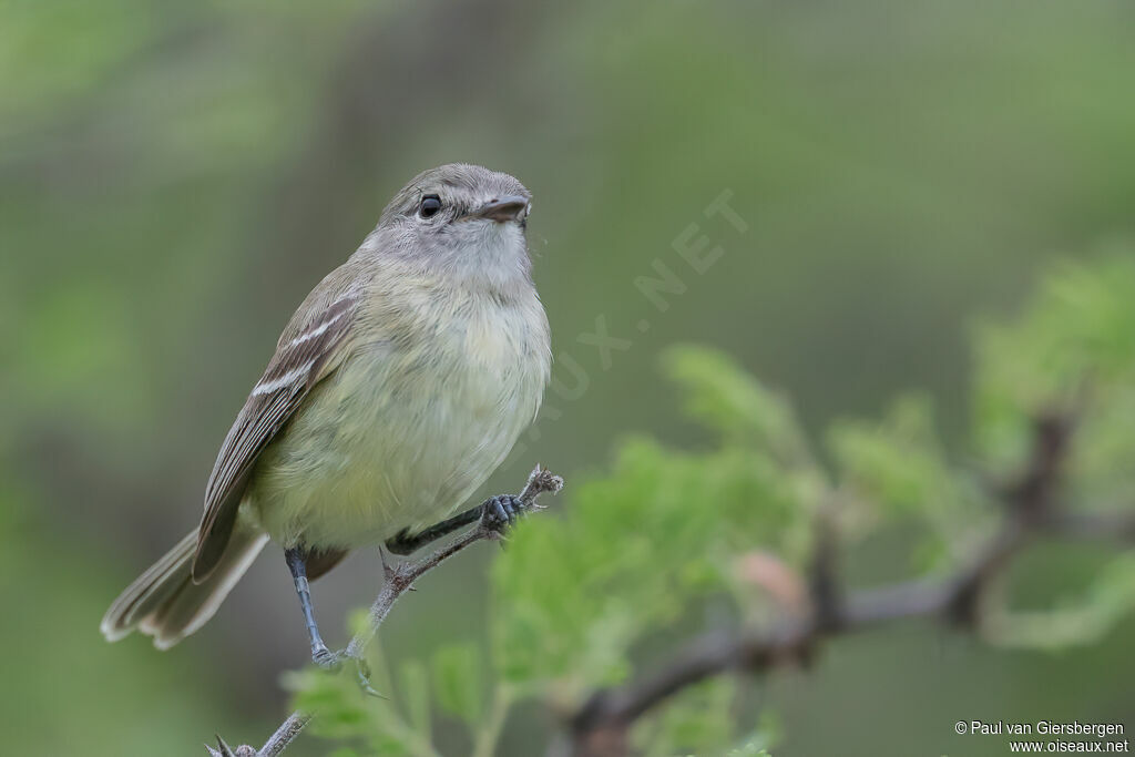 Slender-billed Ineziaadult