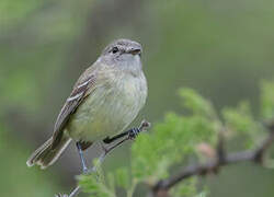 Slender-billed Inezia