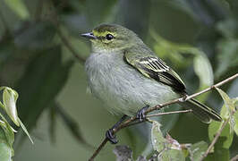 Golden-faced Tyrannulet