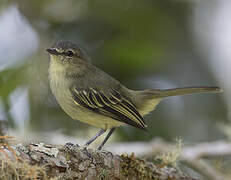 Peruvian Tyrannulet