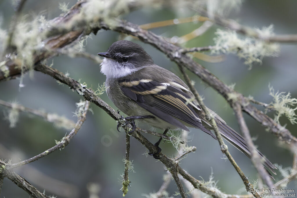 White-throated Tyrannuletadult