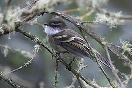 White-throated Tyrannulet