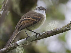 White-throated Tyrannulet