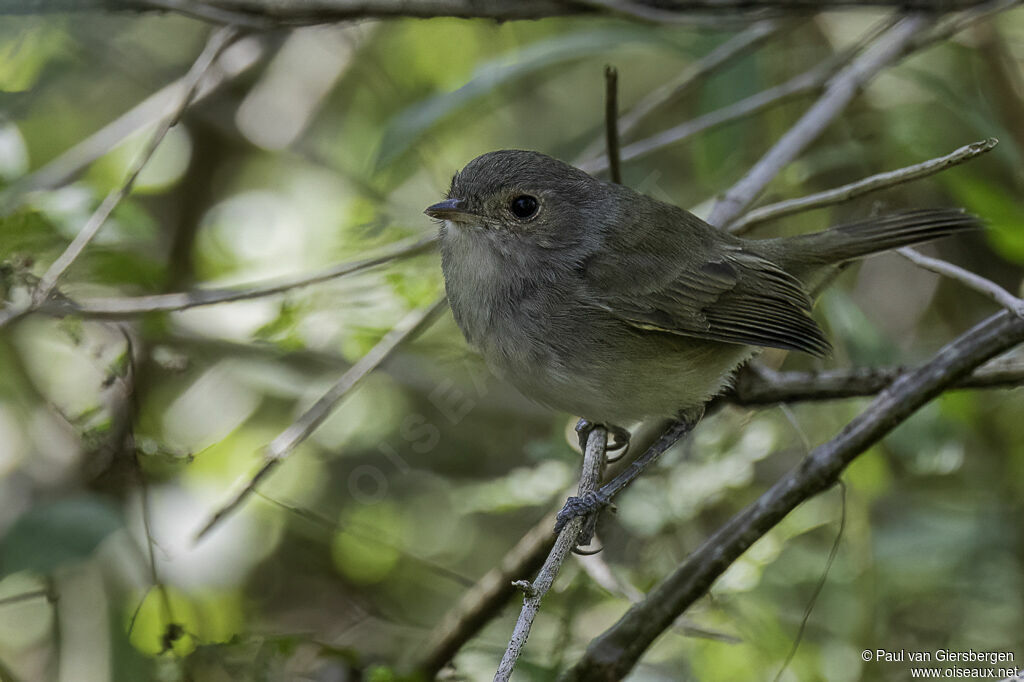 Fulvous-crowned Scrub Tyrantadult